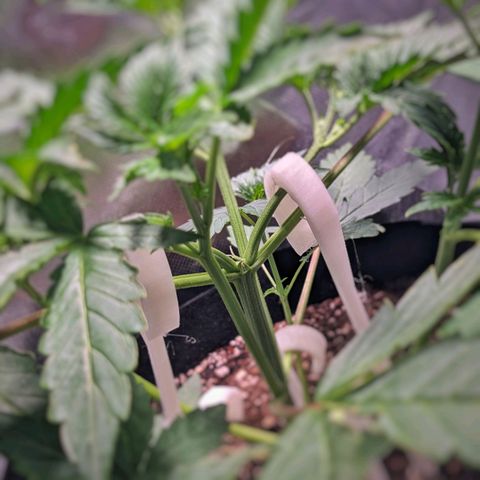 Fog OG growlog photo: LST