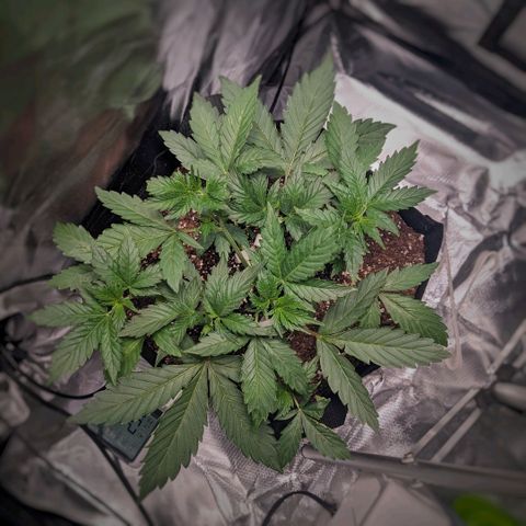 Fog OG growlog photo: LST