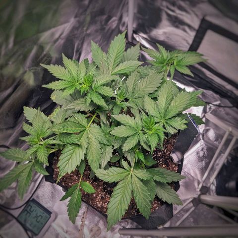 Fog OG growlog photo: After stem split