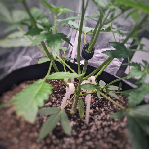 Fog OG growlog photo: After stem split
