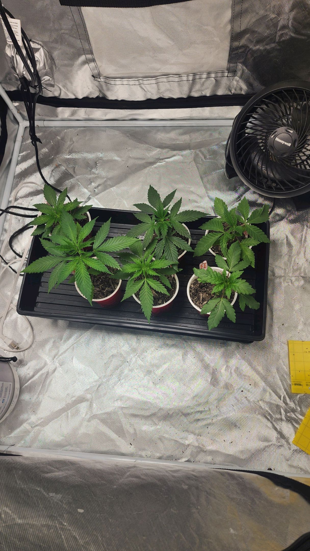 Unknown strain growlog header