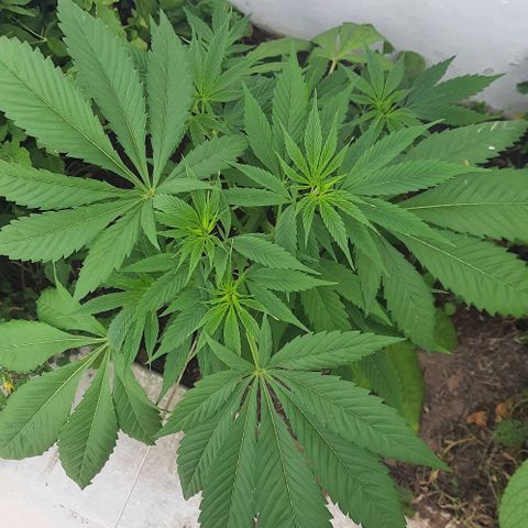 Lima Verde growlog timeline photo