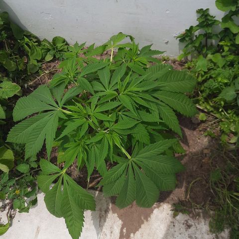 Lima Verde growlog timeline photo