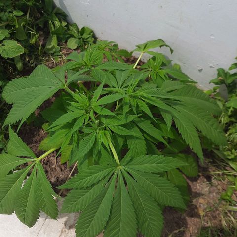Lima Verde growlog timeline photo