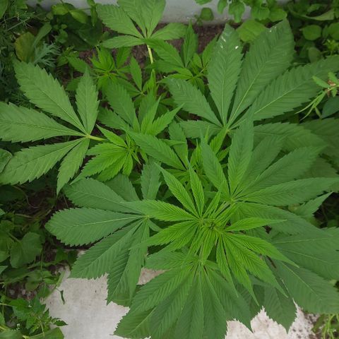 Lima Verde growlog timeline photo