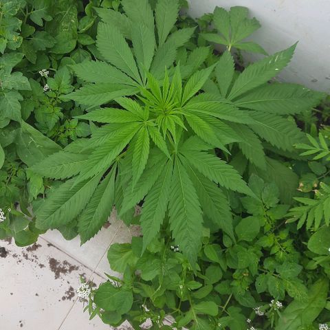 Lima Verde growlog timeline photo
