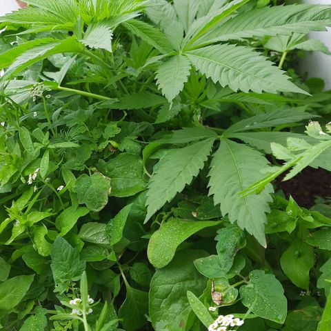 Lima Verde growlog timeline photo
