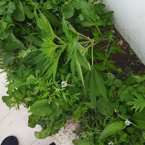 Lima Verde growlog timeline photo