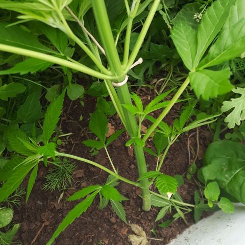 Lima Verde growlog timeline photo