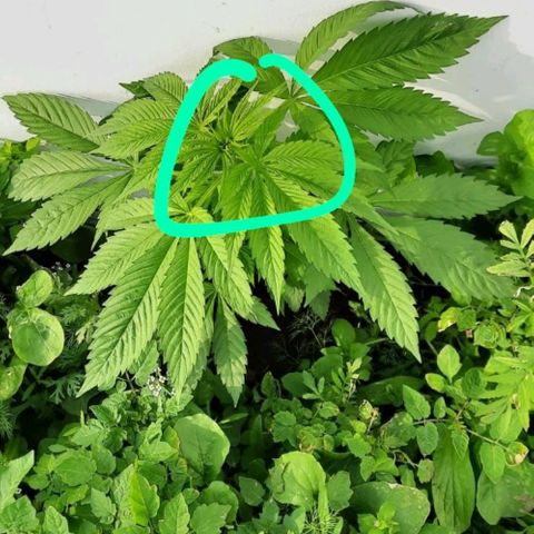Lima Verde growlog timeline photo
