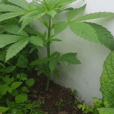 Lima Verde growlog timeline photo