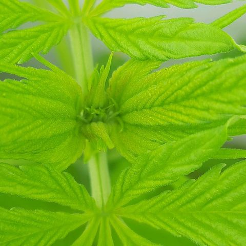 Lima Verde growlog timeline photo