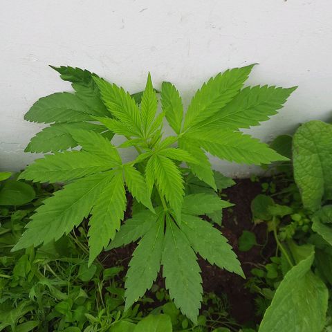 Lima Verde growlog timeline photo