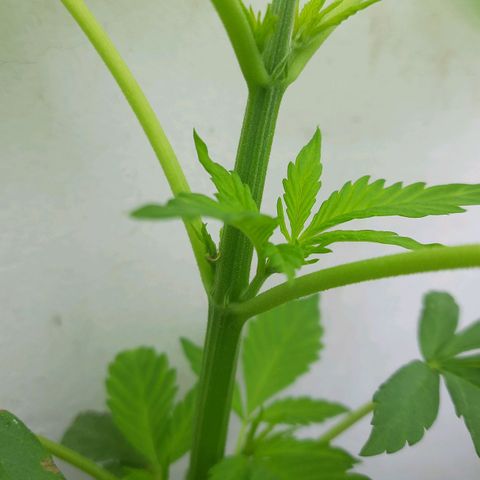 Lima Verde growlog timeline photo