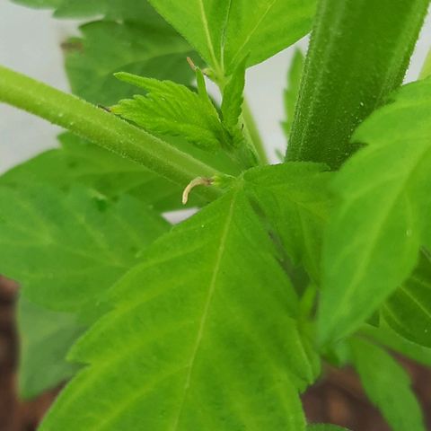 Lima Verde growlog timeline photo