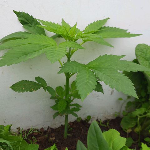 Lima Verde growlog timeline photo