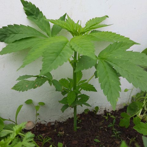 Lima Verde growlog timeline photo
