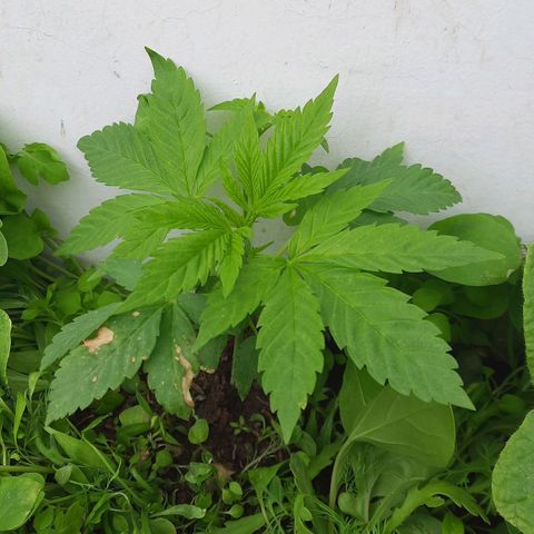Lima Verde growlog timeline photo