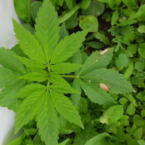 Lima Verde growlog timeline photo