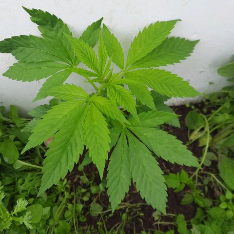 Lima Verde growlog timeline photo