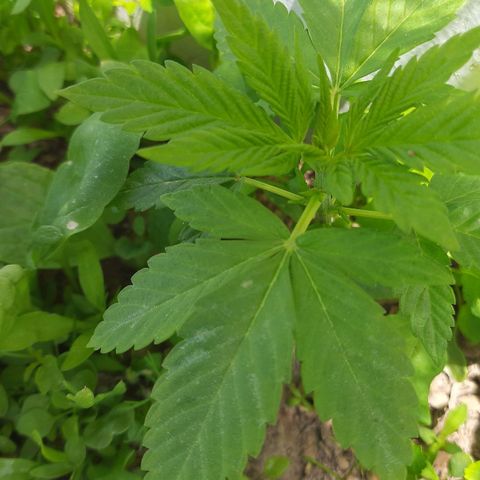 Lima Verde growlog timeline photo