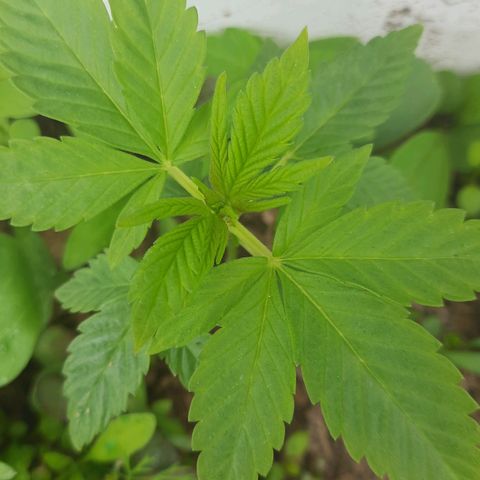 Lima Verde growlog timeline photo