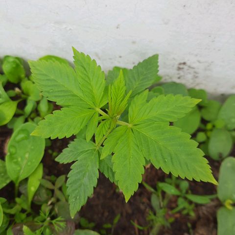Lima Verde growlog timeline photo