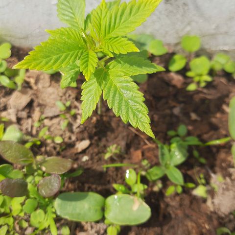 Lima Verde growlog timeline photo