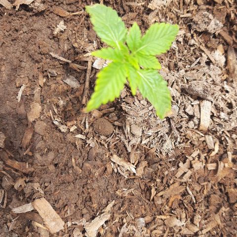 Lima Verde growlog timeline photo