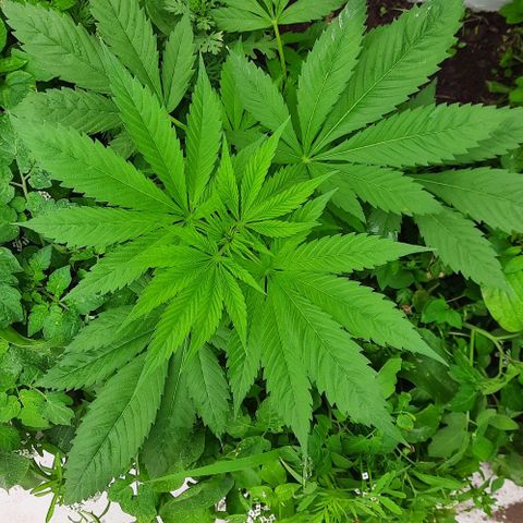 Lima Verde growlog timeline photo