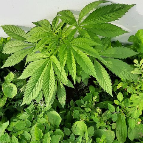 Lima Verde growlog timeline photo