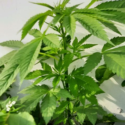 Lima Verde growlog timeline photo