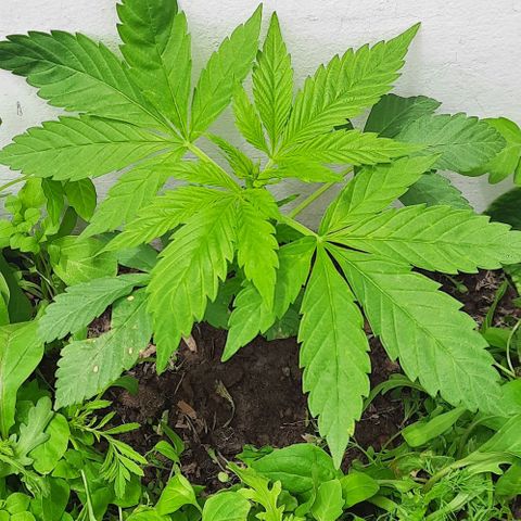 Lima Verde growlog timeline photo