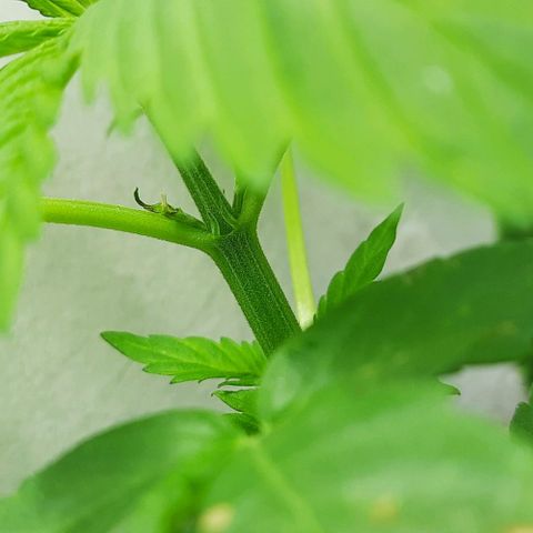 Lima Verde growlog timeline photo