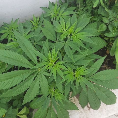 Lima Verde growlog timeline photo