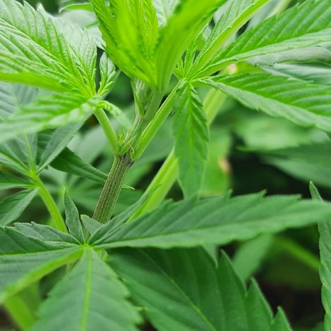 Lima Verde growlog timeline photo