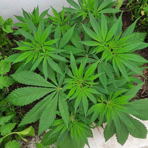 Lima Verde growlog timeline photo