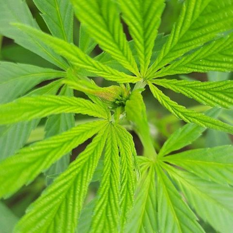 Lima Verde growlog timeline photo