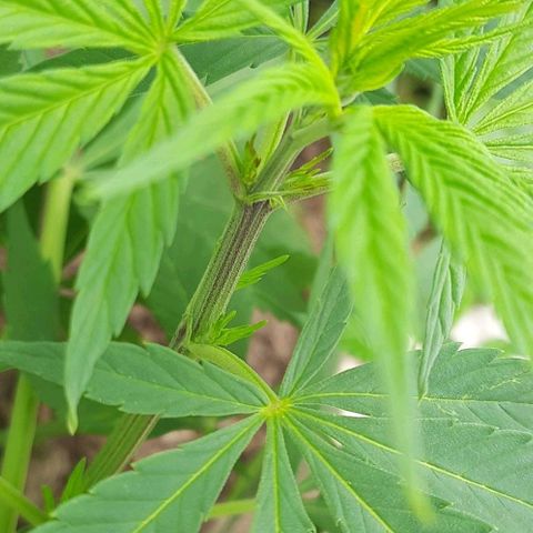 Lima Verde growlog timeline photo