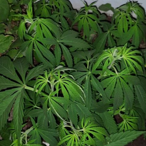Lima Verde growlog timeline photo
