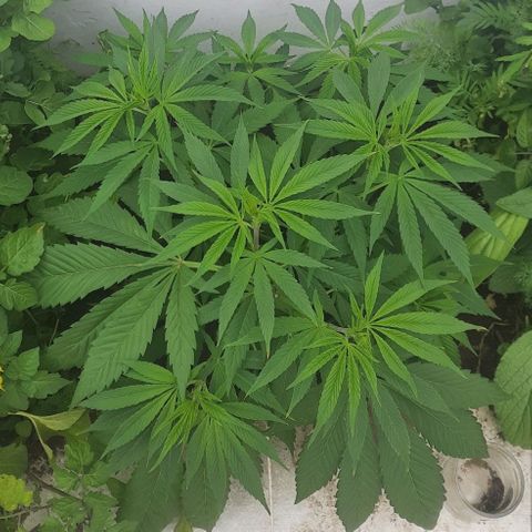 Lima Verde growlog timeline photo