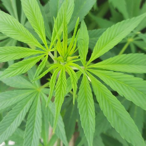 Lima Verde growlog timeline photo