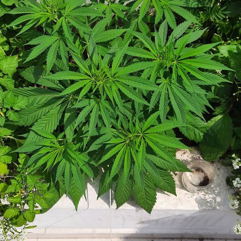 Lima Verde growlog timeline photo