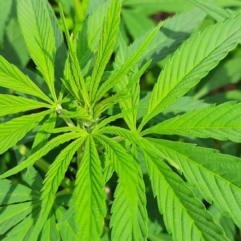 Lima Verde growlog timeline photo