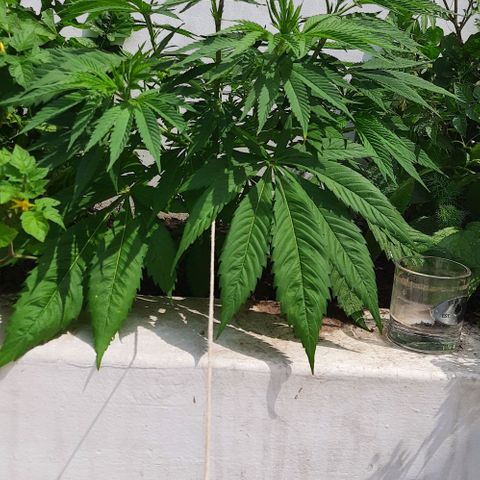 Lima Verde growlog timeline photo