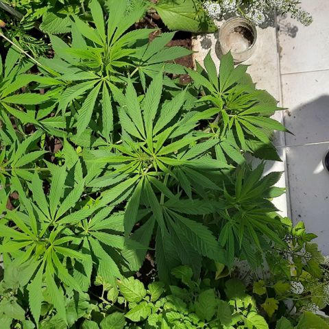 Lima Verde growlog timeline photo