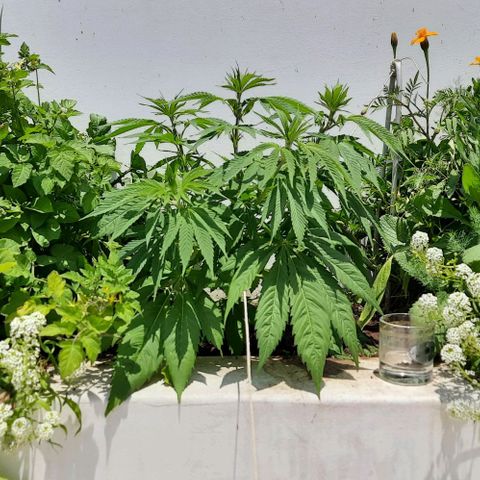 Lima Verde growlog timeline photo
