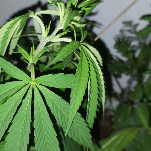 Lima Verde growlog timeline photo
