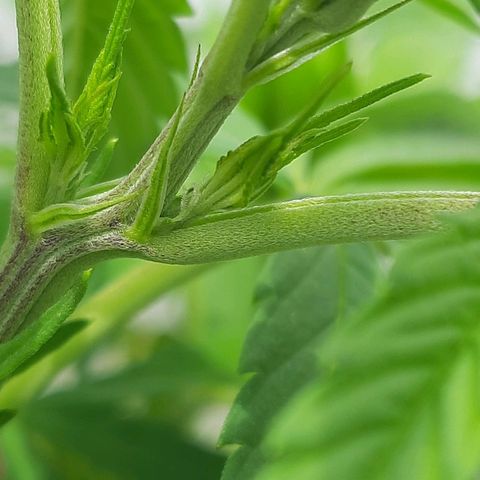 Lima Verde growlog timeline photo