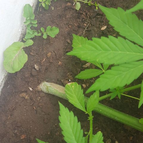 Lima Verde growlog timeline photo